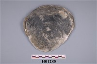 藏品(雲母貝)的圖片